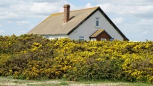 Rural cottage surrounded by vibrant yellow gorse bushes on a sunny day.